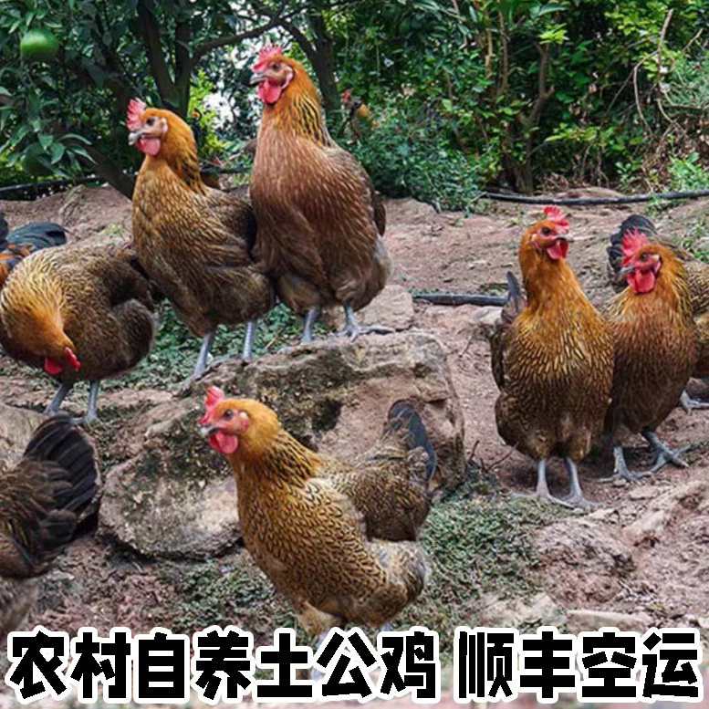 农村自养土鸡农家散养大公鸡鸡肉新鲜老公鸡笨鸡整只鸡土公鸡活鸡