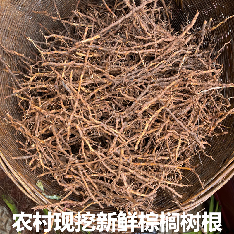 新鲜棕树根 棕榈树根 现挖棕榈根现挖棕榈根须 棕根
