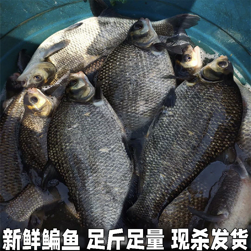 鳊鱼新鲜武昌鱼淡水鱼鲜活鳊鱼扁鱼新鲜湖北宜昌水库鱼直发包邮