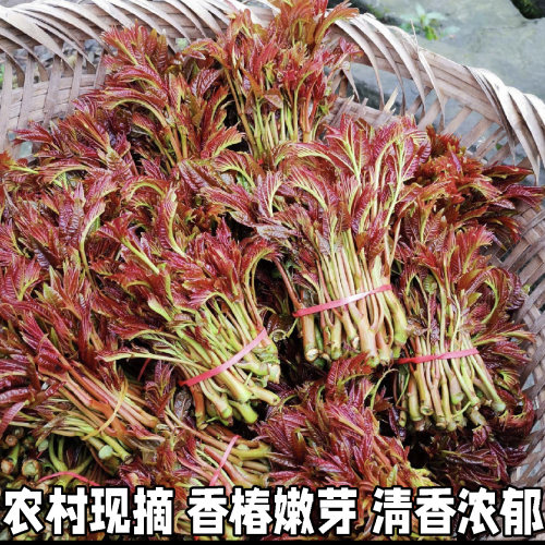 香椿芽新鲜农家自种香椿芽新鲜头茬红香椿野菜现摘香椿芽精选
