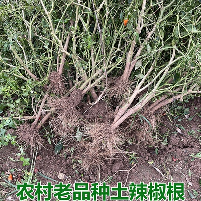 新鲜辣椒根500克包邮中药材朝天椒根小米椒根土辣椒秧根 辣椒根头