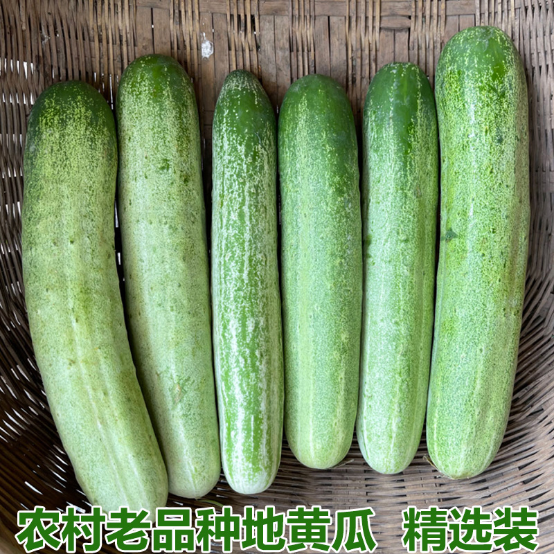 湖北农家自种新鲜蔬菜老式土黄瓜旱黄瓜水果黄瓜孕妇青瓜包邮