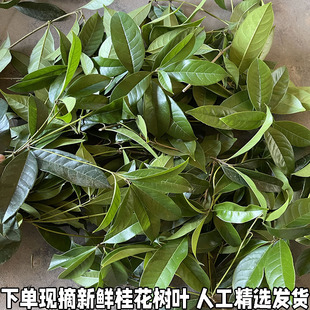 新鲜桂花树叶现摘带枝发货绿色桂花叶真树叶手工树叶包邮