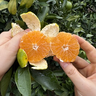 三峡小蜜桔宜昌蜜桔新鲜桔子蜜汁小葫芦水果橘子当季新鲜整箱包邮
