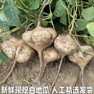 湖北凉薯新鲜现挖白地瓜萝卜农家特产清甜水果沙葛土番薯白心即食