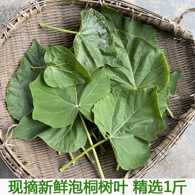 泡桐树叶新鲜农家现摘树叶桐树叶泡桐果泡桐树皮泡桐树皮包邮