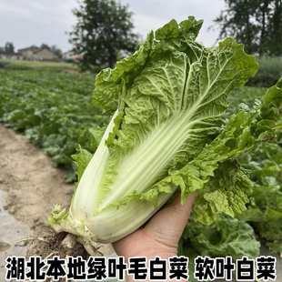 散叶白菜新鲜湖北本地青菜绿叶大白菜叶类菜软叶白菜新鲜软叶白菜
