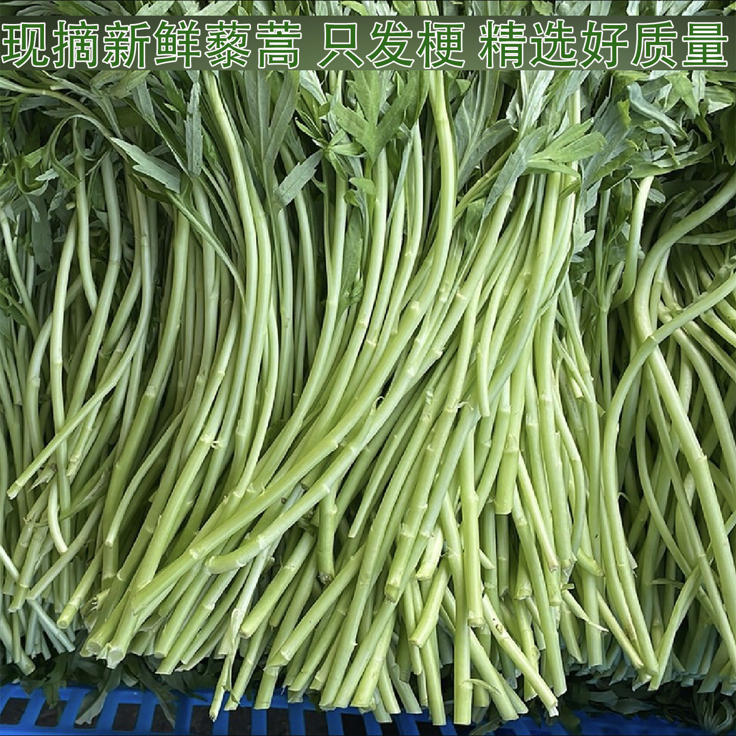 新鲜藜蒿去叶农家时令蔬菜泥蒿芦蒿现摘现发农家自种蔬菜