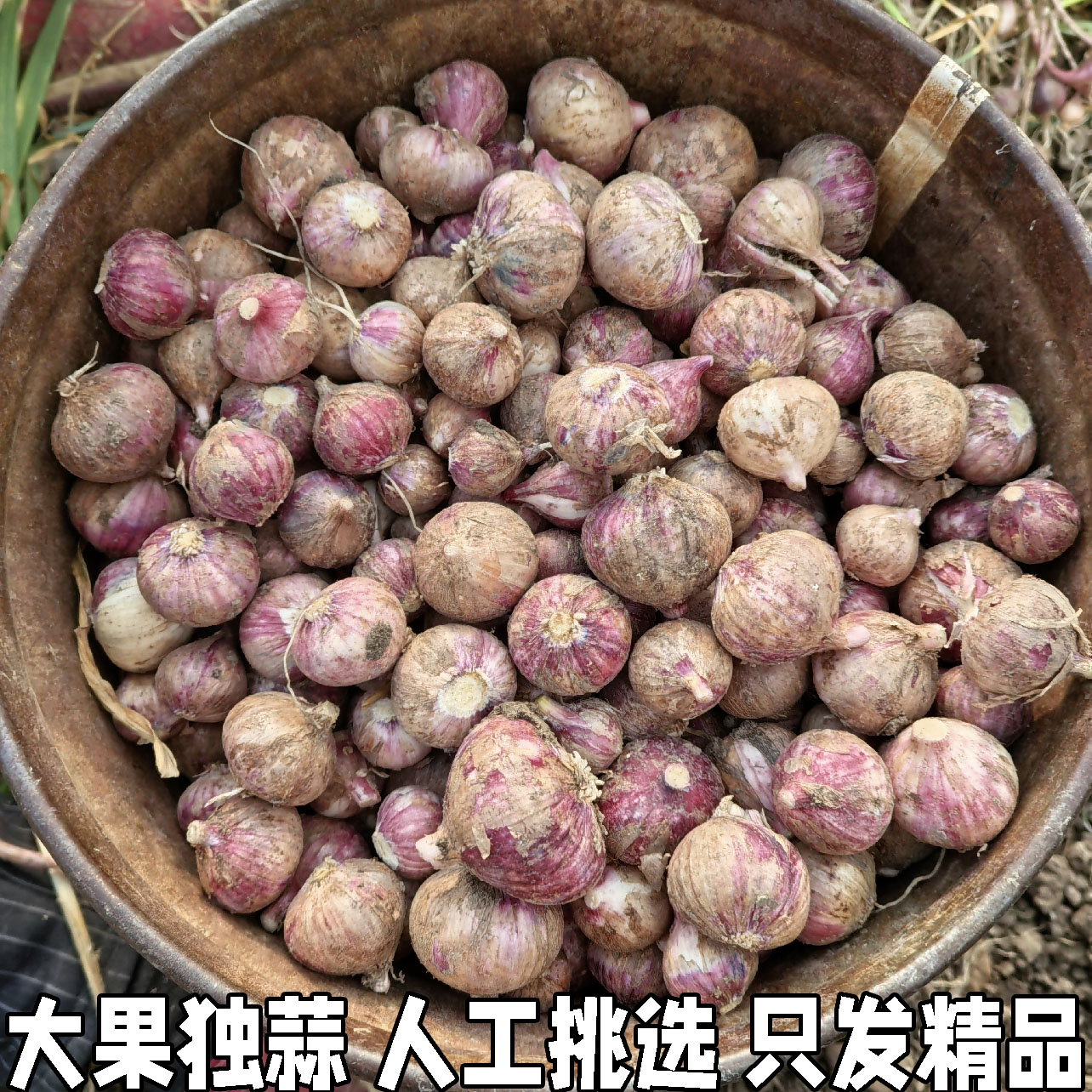 新鲜独蒜精品装农家自种