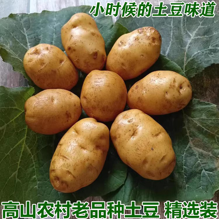 正宗恩施小土豆马尔科新鲜黄心小土豆粉糯马铃薯高山土豆烧烤洋芋