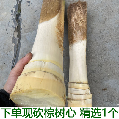 棕树尖棕榈芯棕树头棕榈心现砍新鲜甜棕树心棕榈树树心1个包邮