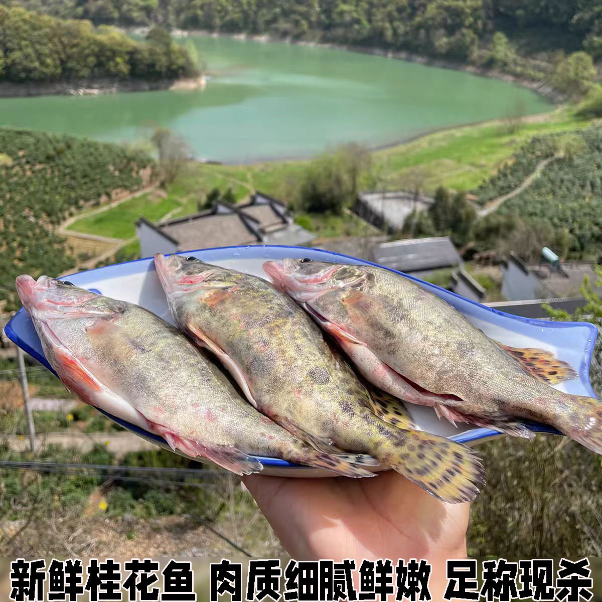 新鲜桂花鱼现杀鳜鱼鳌花鱼淡水鱼季花鱼桂花鱼新鲜水产足称现杀