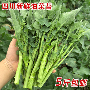 四川油菜苔新鲜农家自种白菜台现摘青菜台产地直销菜苔芥菜冲菜