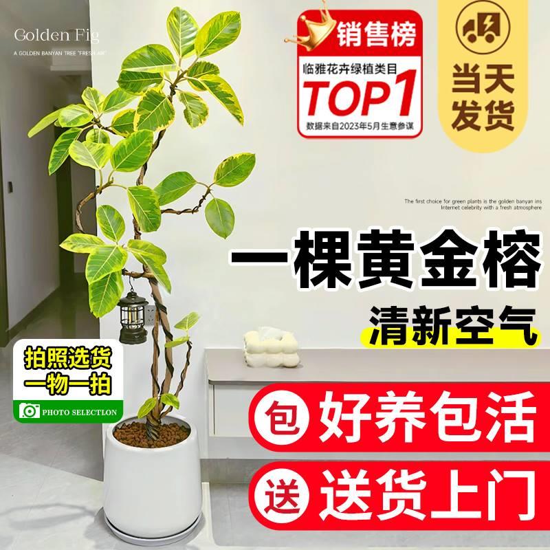 黄金榕绿植盆栽室内客厅琴叶榕百合竹阳台落地大型绿植花叶富贵榕