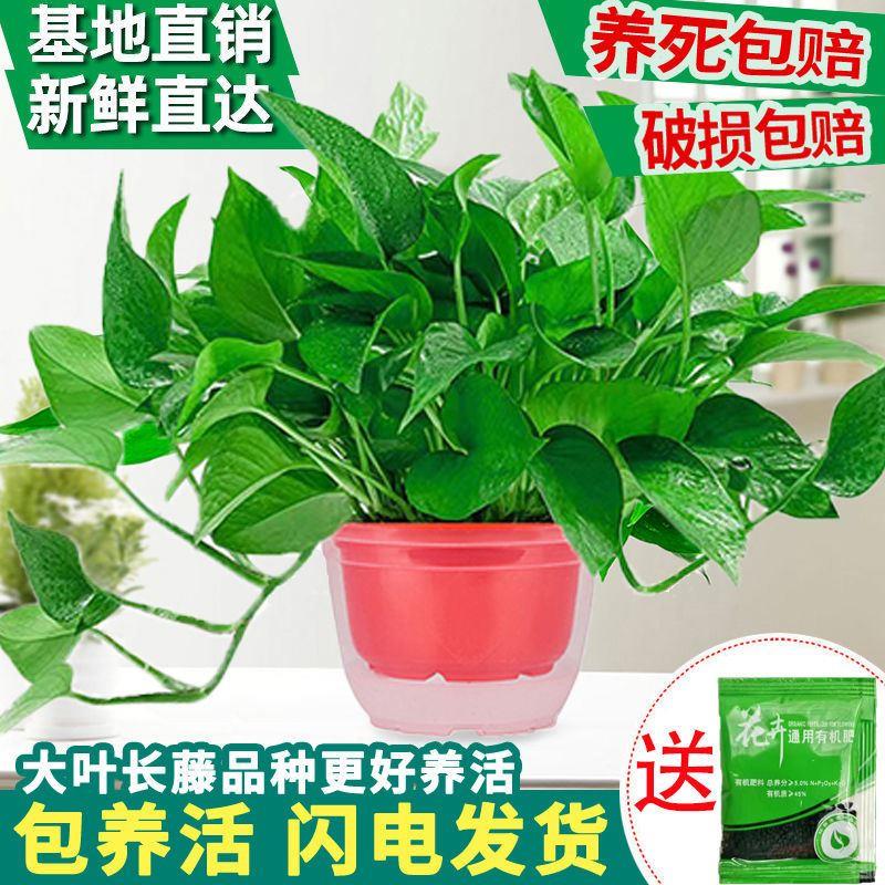 绿萝盆栽室内好养长藤绿箩土培绿植净化空气吸除甲醛大叶花卉