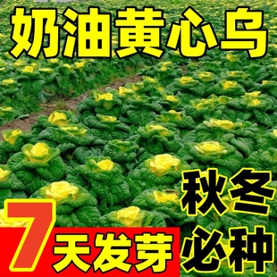 黄心乌菜种种子种籽乌塌菜雪里金花青菜蔬菜孑白菜黑菜乌塔菜菜籽