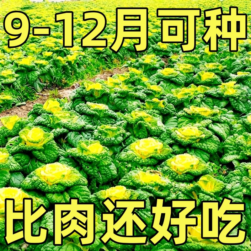 奶油黄心乌种子耐寒黄心乌塌菜种籽菊花心青菜四季蔬菜种子秋冬季