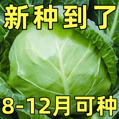 甘蓝种子高温包菜青籽产早