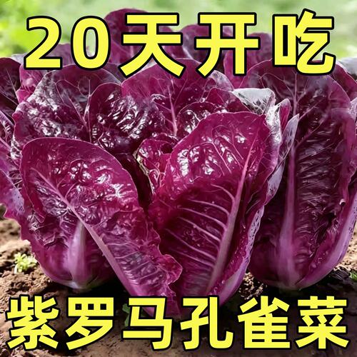 紫孔雀菜种子罗马直立生籽
