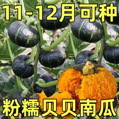 正宗真贝贝南瓜种子春秋四季
