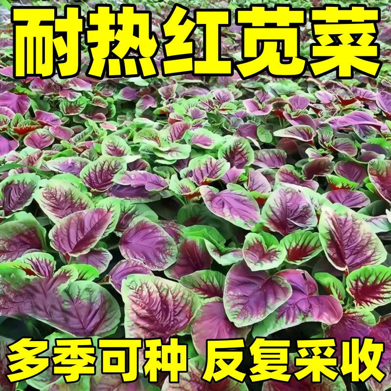红苋菜种子耐热老品种菜籽图片