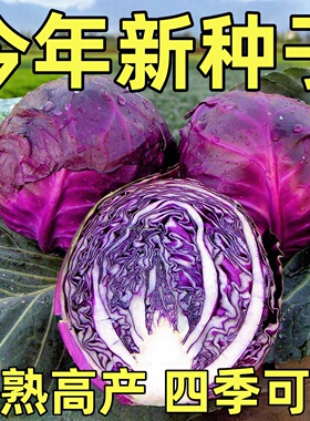 紫甘蓝种子紫色包菜种籽卷心菜大头菜洋白菜特色蔬菜种子四季紫云