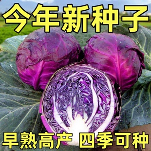 紫甘蓝种子紫色包菜种籽卷心菜大头菜洋白菜特色蔬菜种子四季紫云