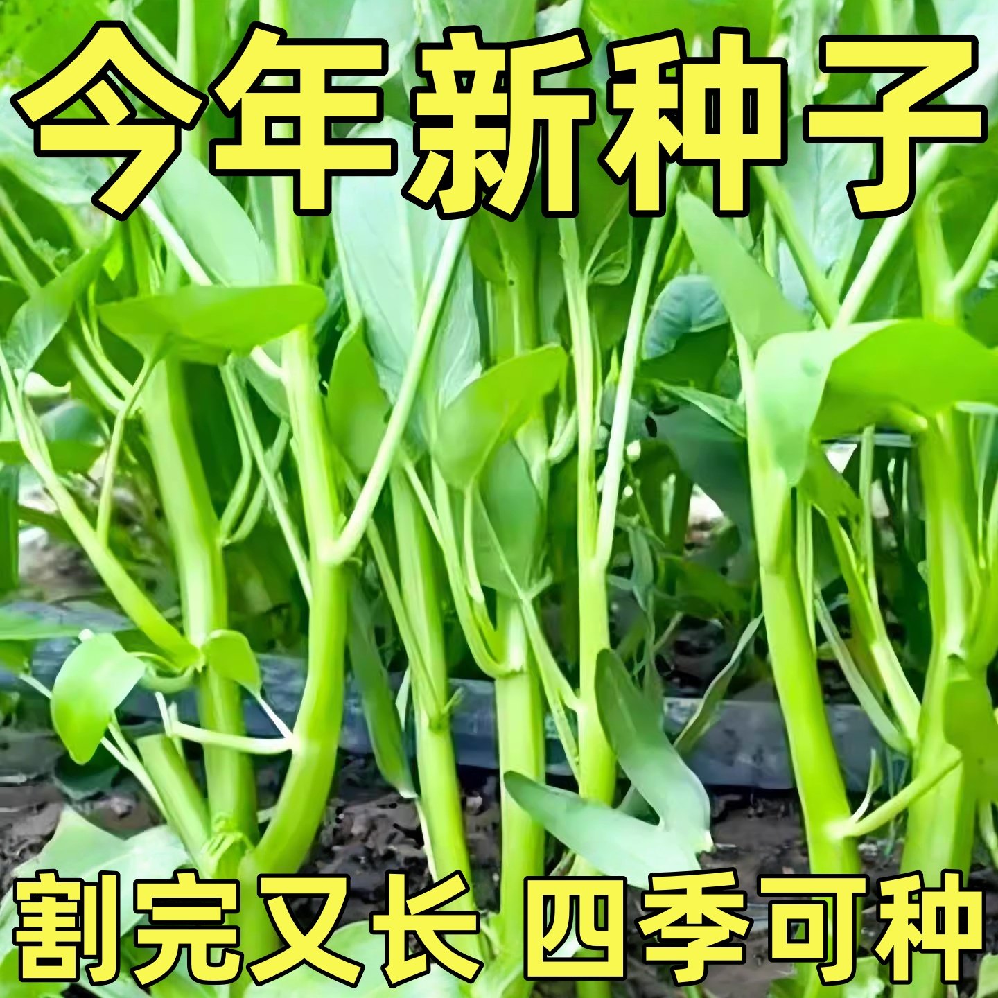 正宗高产三叉空心菜种籽柳叶通心菜种子四季阳台蔬菜种子盆栽菜园