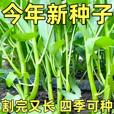 正宗高产三叉空心菜种籽柳