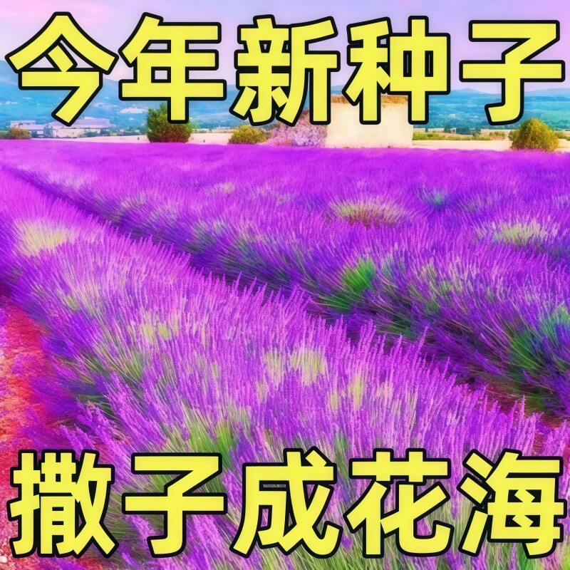浓香驱蚊虫薰衣草花籽香草花卉种孑花种籽子四季易活庭院耐寒耐旱