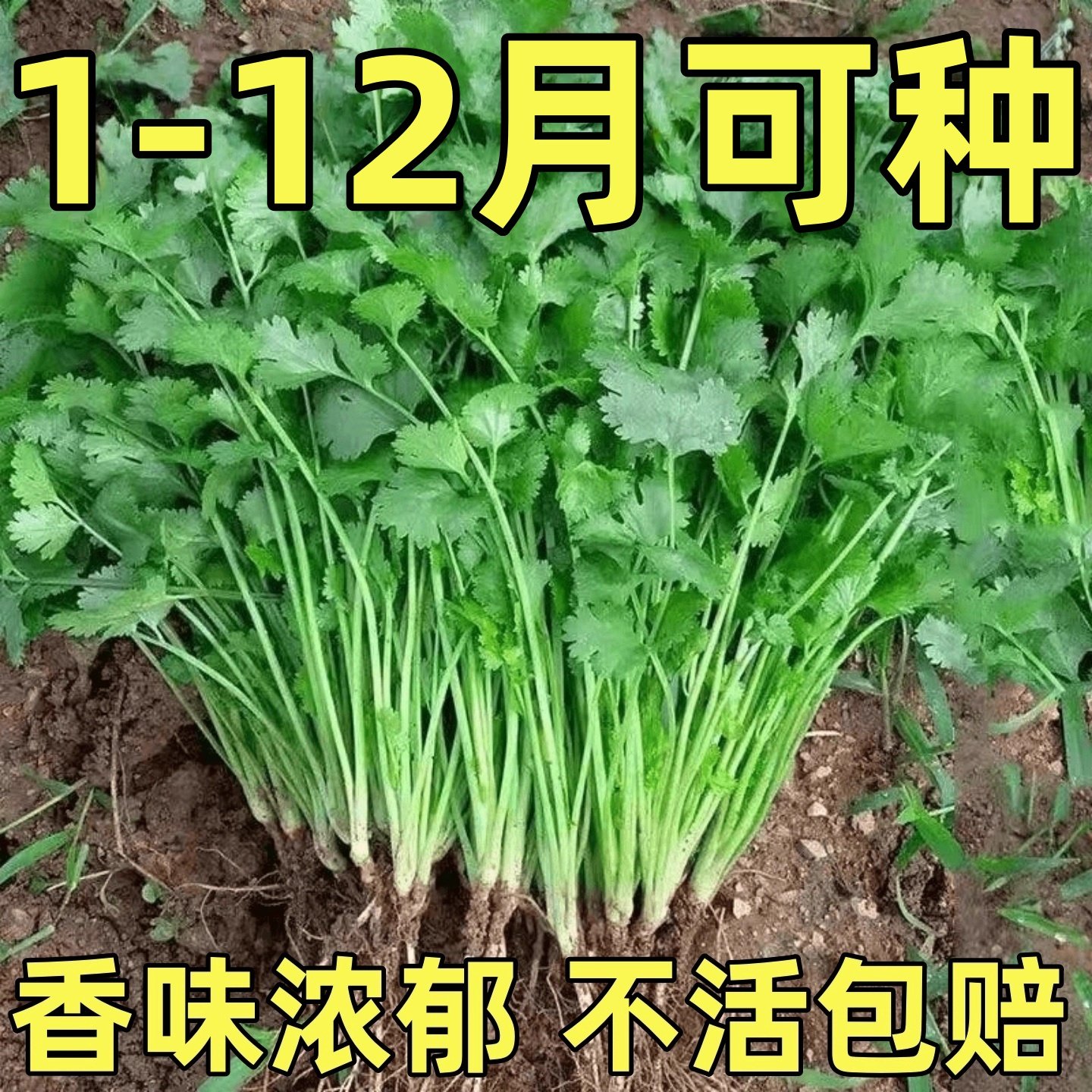 农家小叶香菜种子苗春夏秋冬四季盆栽蔬菜种籽耐寒适合阳台小香菜,鲜花速递/花卉仿真/绿植园艺,种苗/半成品盆栽,淘宝优惠券,粉丝福利购,淘宝优惠卷