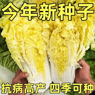 鸡蛋黄大白菜种子北京小杂56蔬菜种孑快菜黄心菜种籽四季白菜籽种