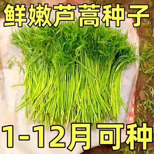 芦蒿种子蔬菜种子南京特产芦蒿种子水篙柳蒿茼蒿菜泥蒿苔四季种植