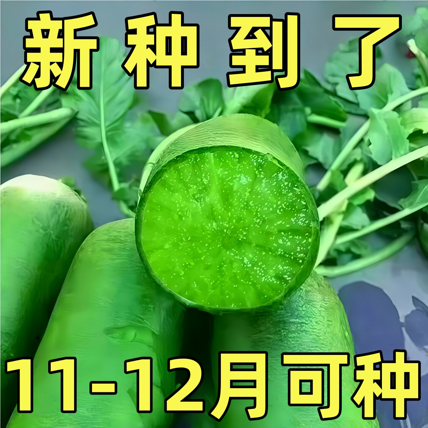 冰糖心萝卜种甜脆可口营养萝卜