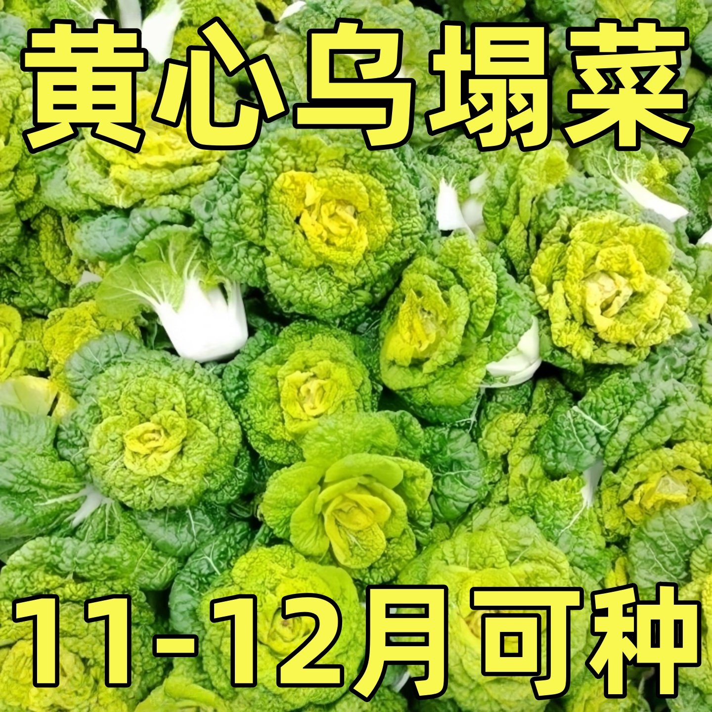 耐寒黄心乌塌菜黄心菜菊花心菜大白菜农家四季播蔬菜黄金乌矮脚黄,鲜花速递/花卉仿真/绿植园艺,家庭园艺种子,淘宝优惠券,粉丝福利购,淘宝优惠卷