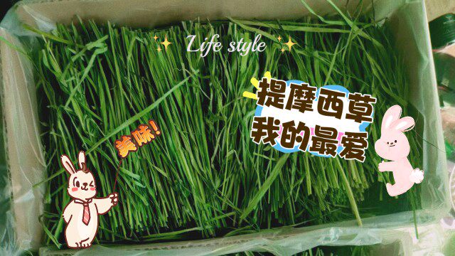 26头茬精品烘干提摩西草高纤维兔子荷兰猪豚鼠龙猫草段2斤箱装