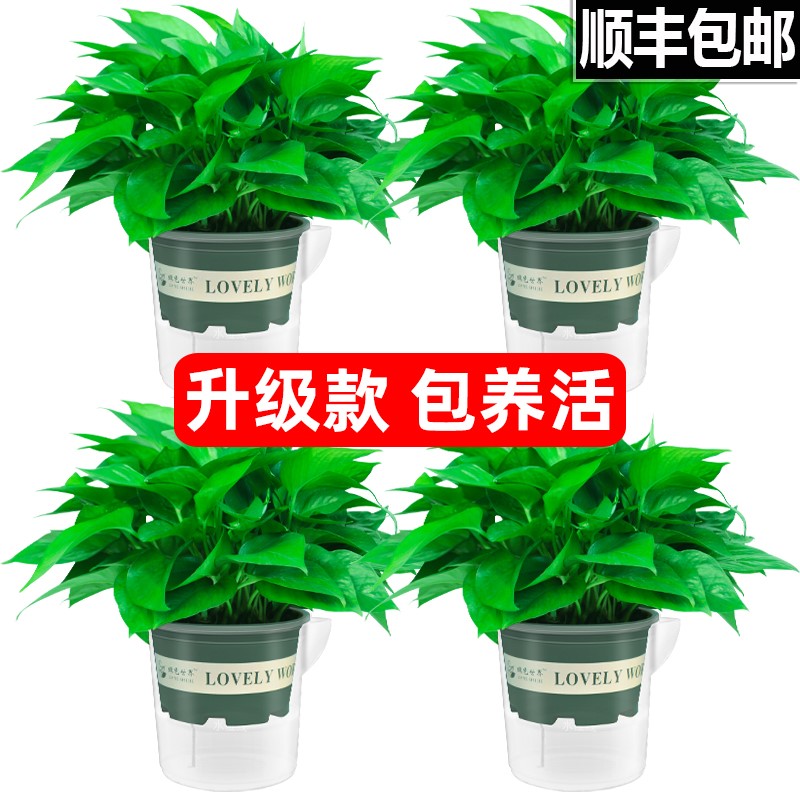 Scindapsus Green plant Potted plant Office indoor Chlorophytum Garland Green basket Botany In addition to formaldehyde Clean airin the Flower delivery/Flowers simulation/Plants gardening , Flowers/Potted plants (New) , Plants  category - from Buy2taobao.com to provide professional Taobao agent buy service