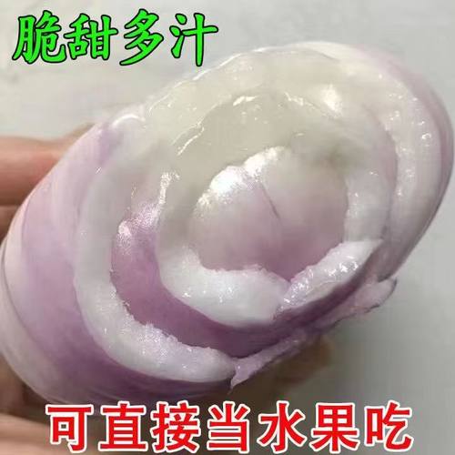 二红扁葱肉厚多汁新鲜生吃甜脆