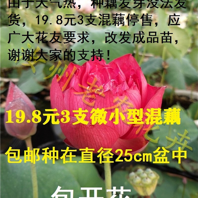 汝州老农花卉碗莲荷花种s藕鞭成品小苗包邮不包对版随机发货练手