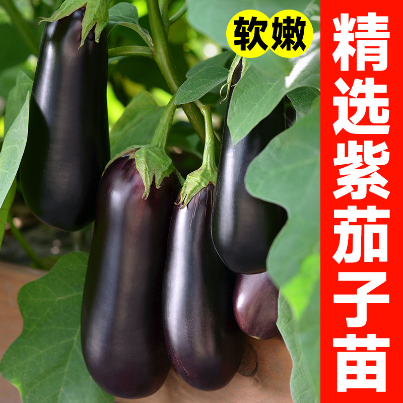 茄子秧苗带土特大号四季蔬菜种子老品种紫圆茄烧烤长茄线茄茄子苗,农用物资,蔬菜种子/种苗,淘宝优惠券,粉丝福利购,淘宝优惠卷