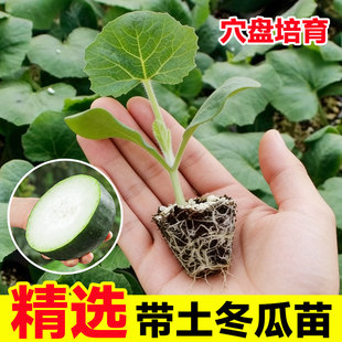 小冬瓜种子秧苗四季早熟阳台盆栽本地老品种高产白青皮大冬瓜苗