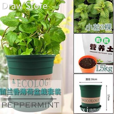 Herbs mint rosemary tHyme spices plant seedlings basi