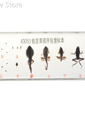 Lifecycle of a Frog Specimens Paperweight Educational Scien