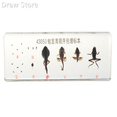 Lifecycle of a Frog Specimens Paperweight Educational Scien