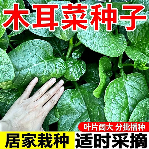 大叶木耳菜种子高钙肉厚夏天耐高温四季室外阳台盆栽农田蔬菜种籽