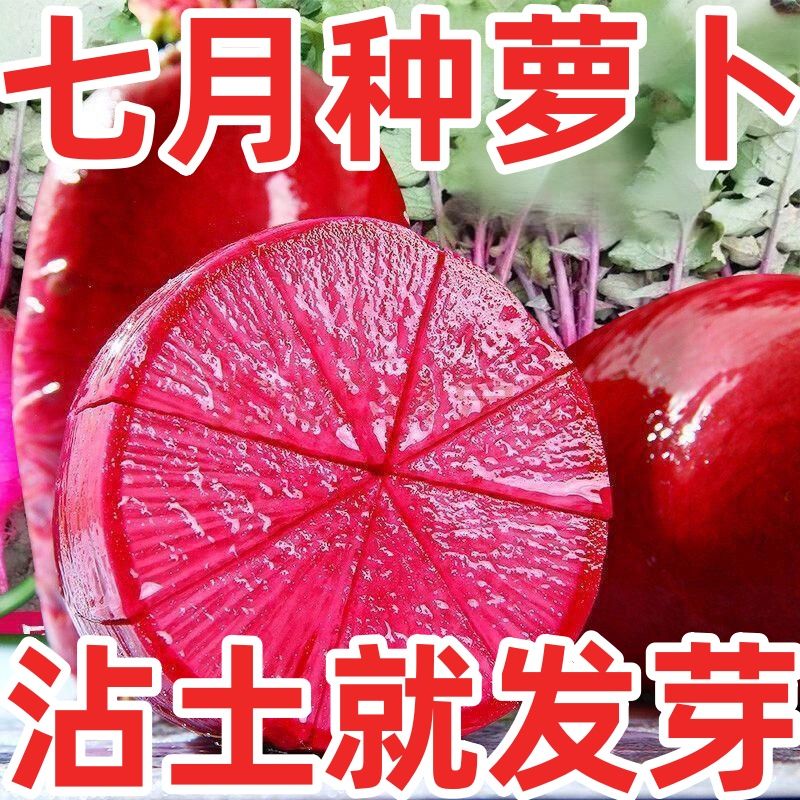 凤梨水果萝卜种子生吃紫美人萝卜胭脂萝卜籽四季夏季蔬菜种子大全