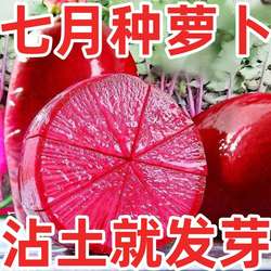 凤梨水果萝卜种子生吃紫美人萝卜胭脂萝卜籽四季夏季蔬菜种子大全
