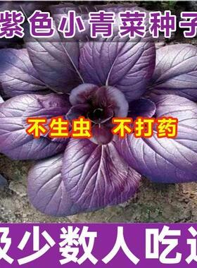 耐高温紫罗兰紫油菜种籽紫色上海青小青菜四季播阳台盆栽蔬菜种子