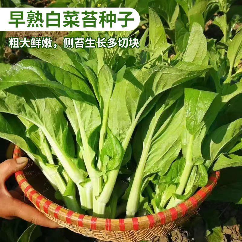 早熟白菜苔菜种四季早熟阳台庭院蔬菜奶油白菜种子菜心种子耐热晒