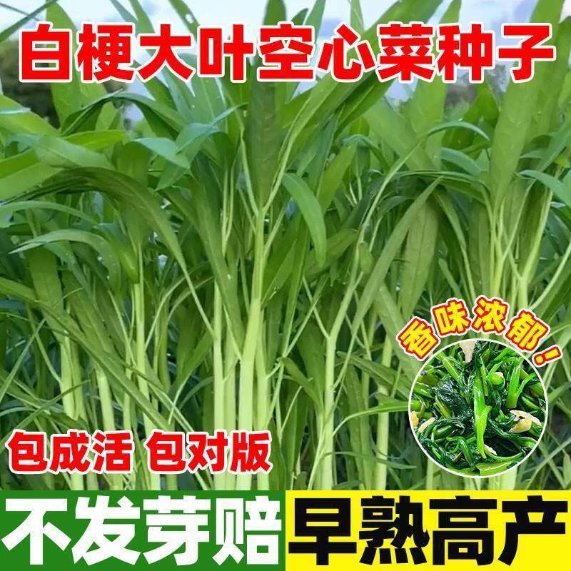 正宗高产三叉空心菜种子柳叶空心菜籽种四季阳台蔬菜种子盆栽菜园